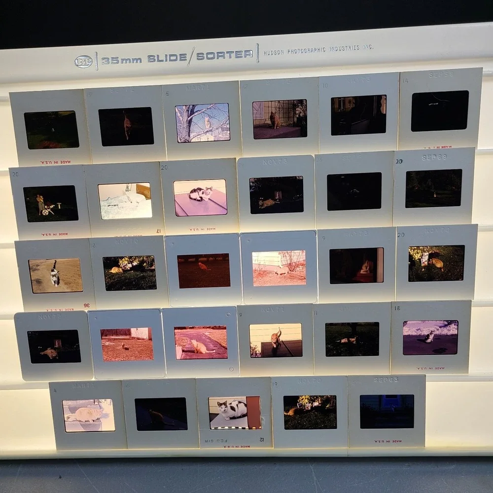 Lot of 29 Slides Various Cats‎ Photos 1959 Through 1973 Mixed Lot